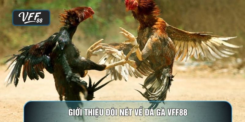 Giới thiệu đôi nét về đá gà VFF88