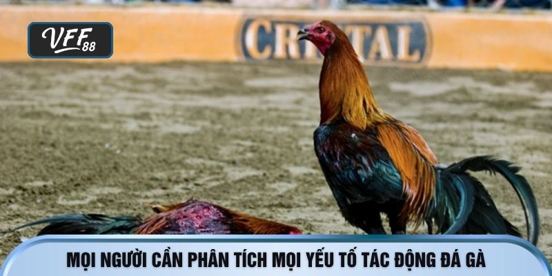 Mọi người cần phân tích mọi yếu tố tác động đá gà cựa dao